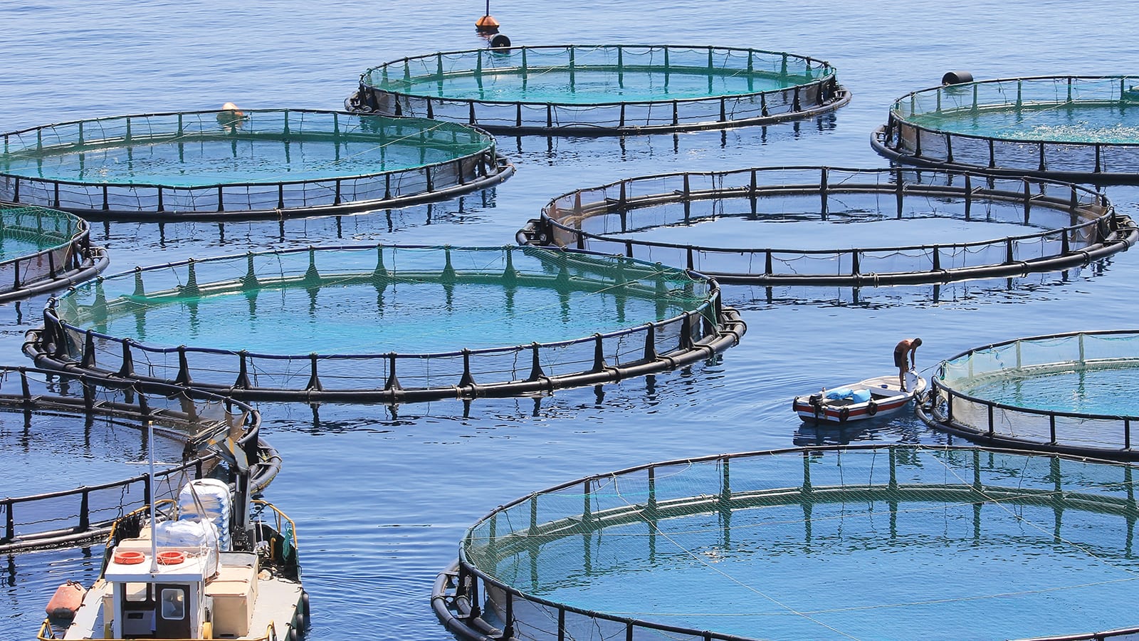 salmon net pens