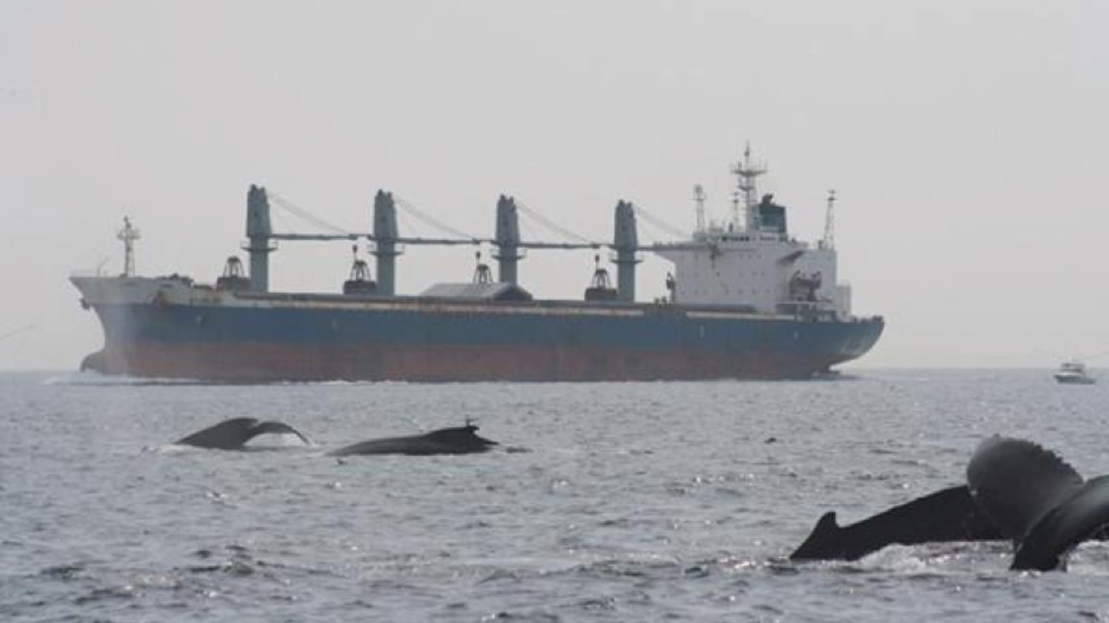 orca whales swimming near a tanker ship