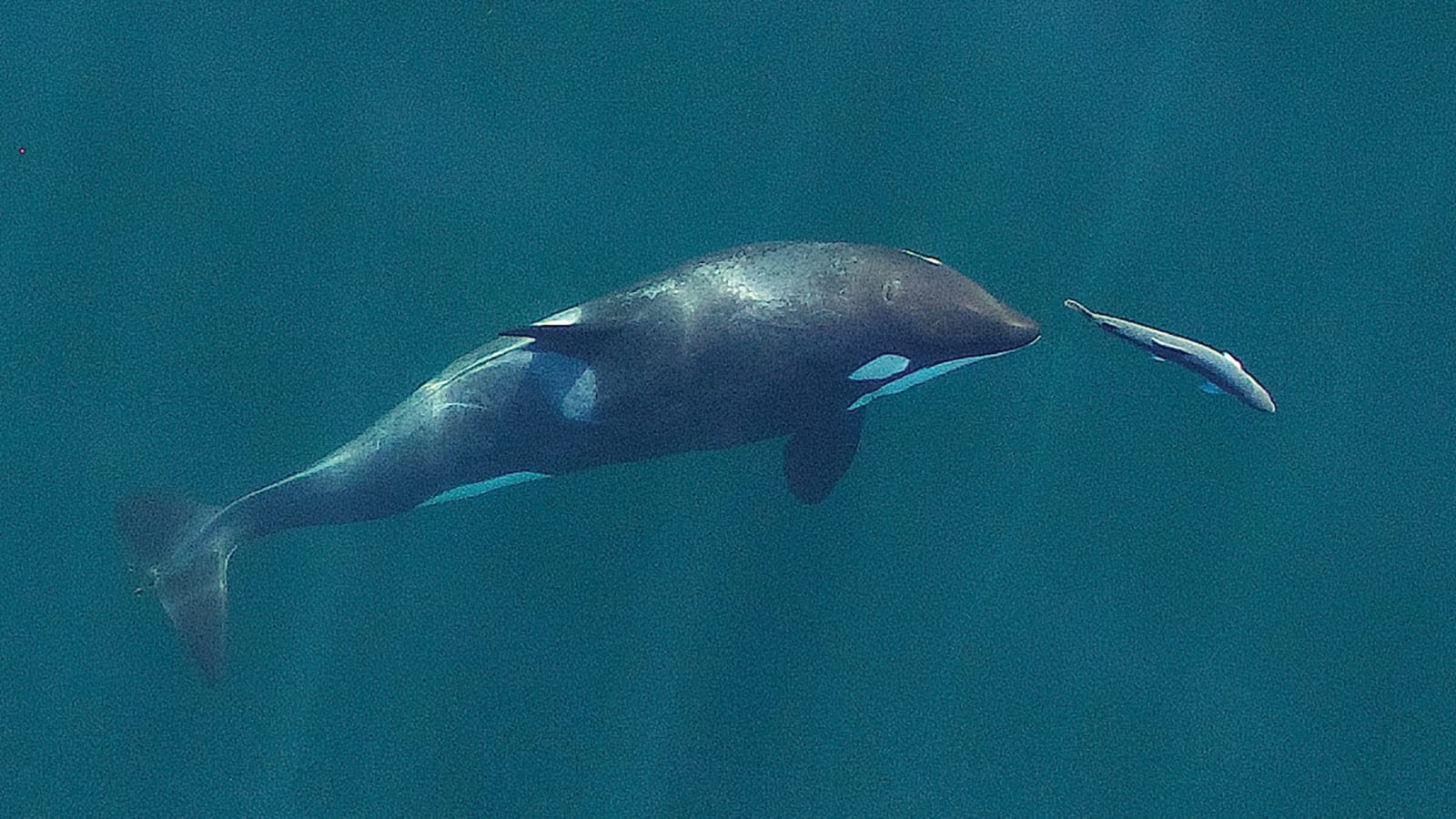 a young orca and Chinook salmon near san juan Island