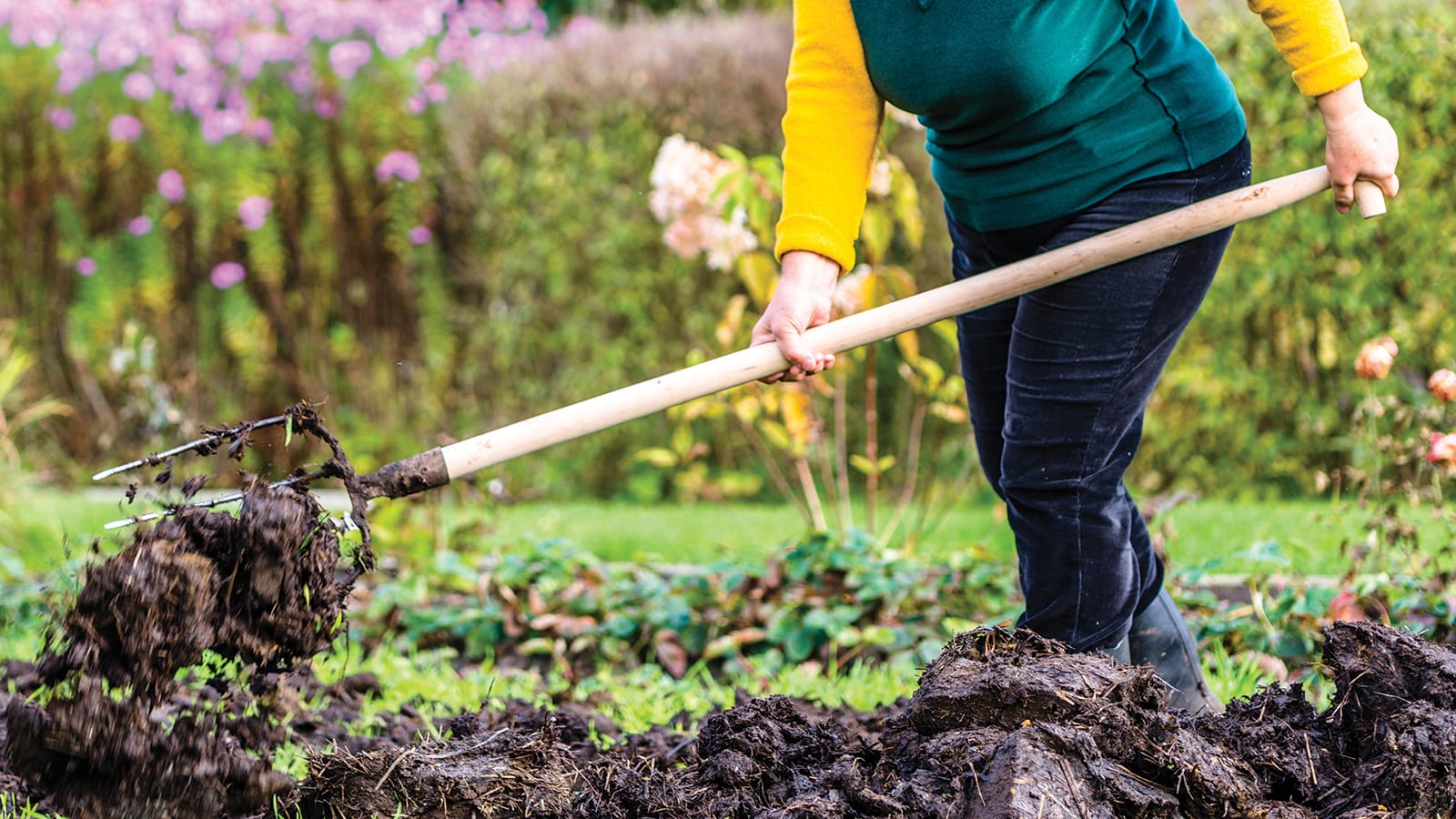 gardener mucking compost in garden