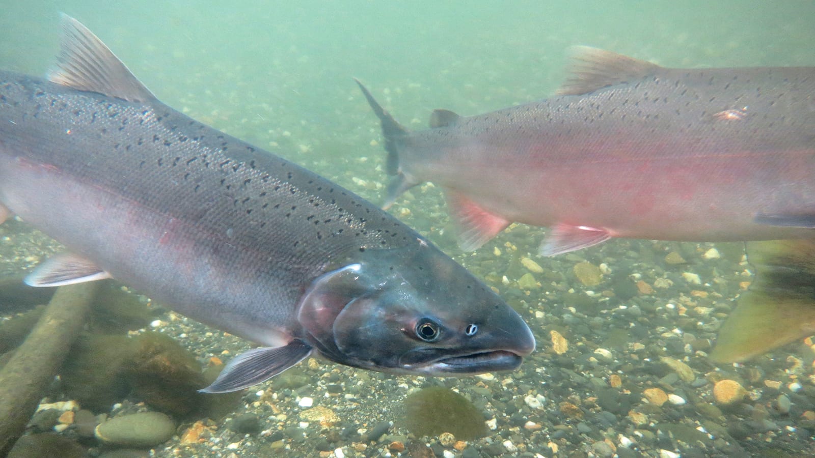 wild silver salmon swimming