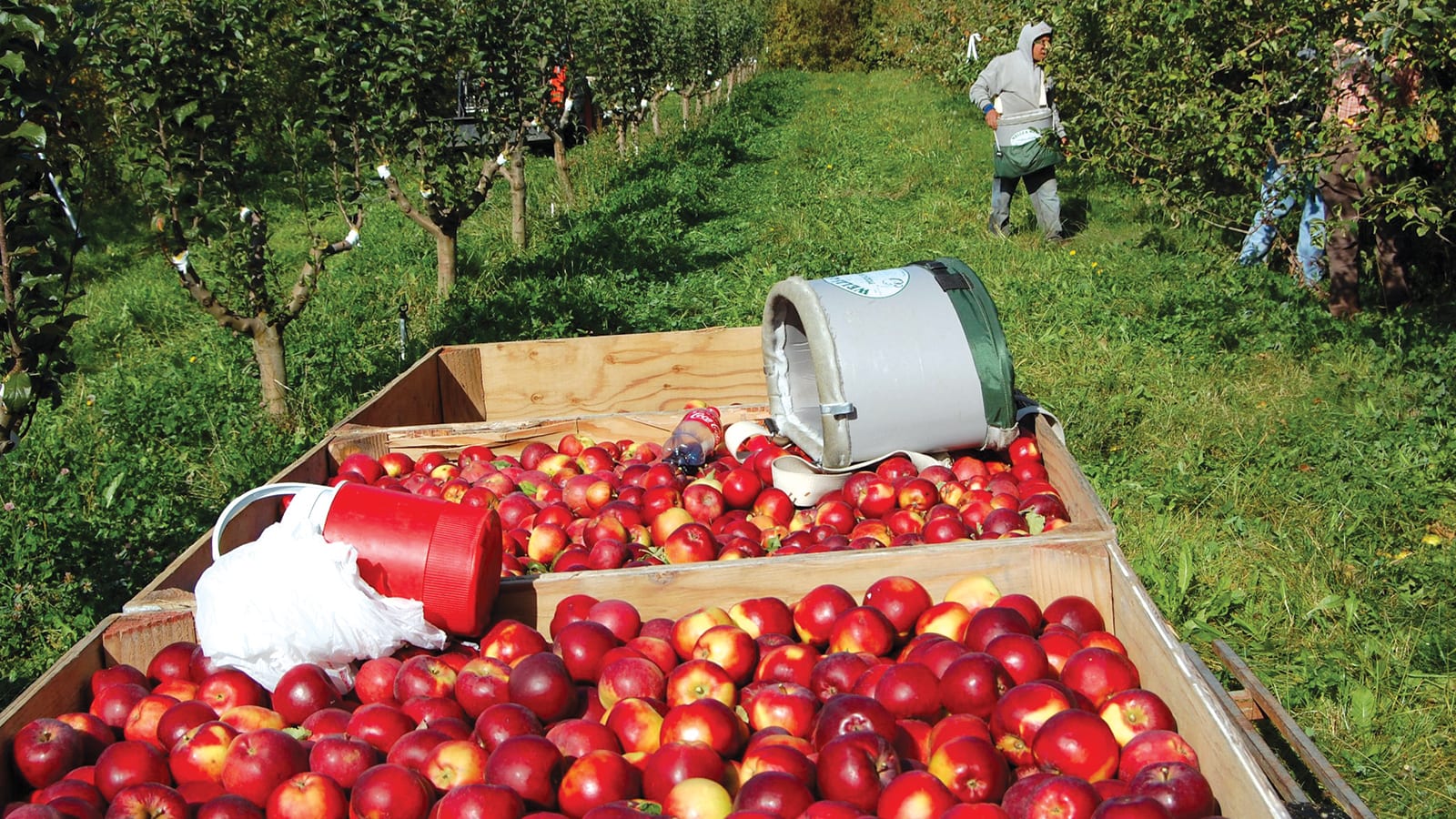 An Heirloom Orchards bin of White Winter Permion apples at harvest.