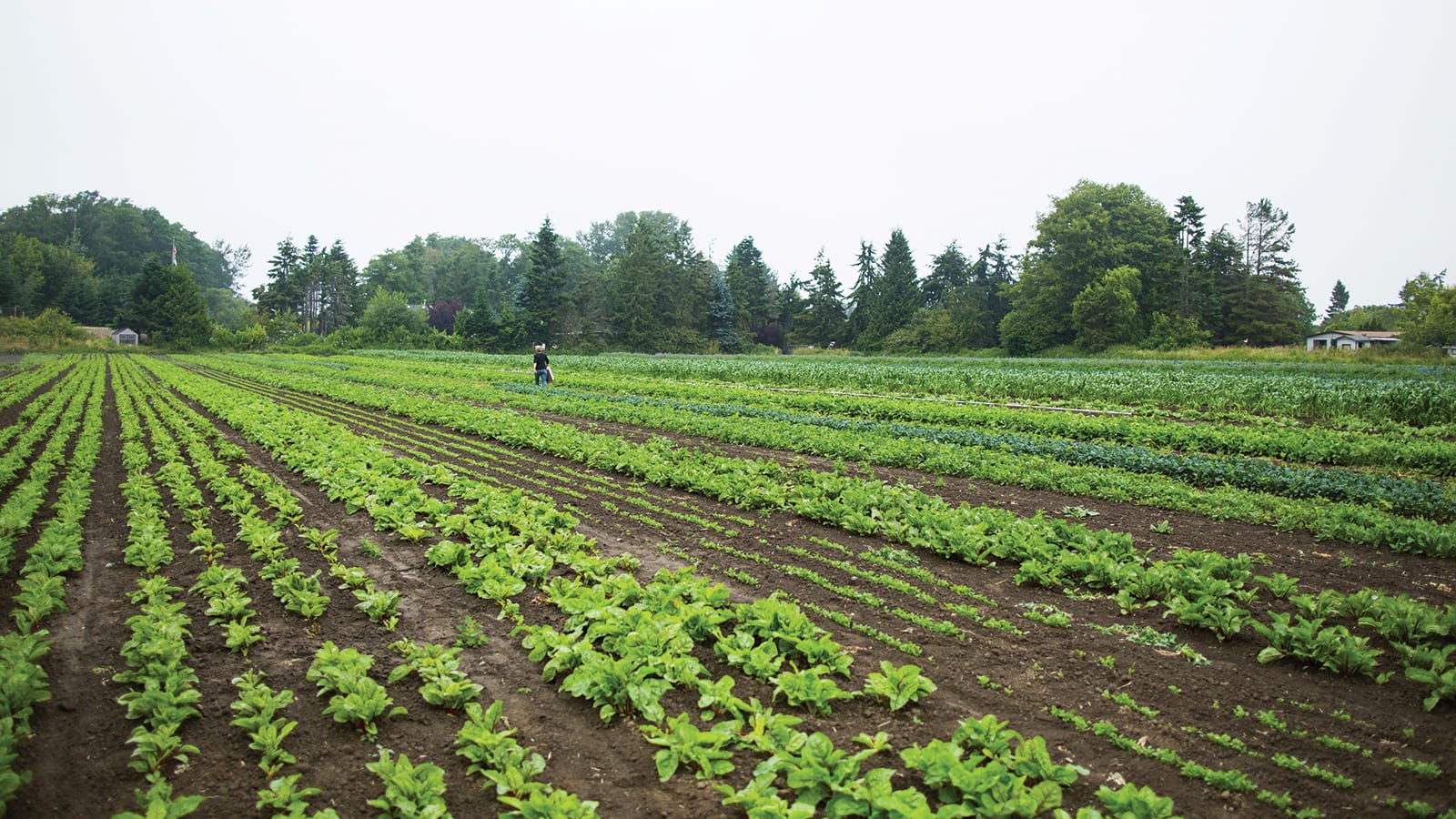 Fields at Nash’s farm — the first farmland preserved by PCC Farmland Trust.