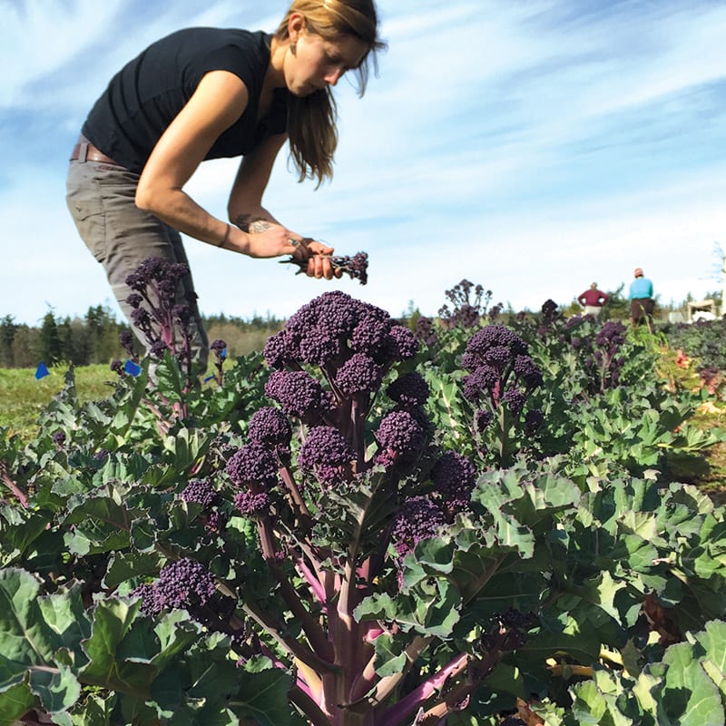 Purple sprouting broccoli in the fields.