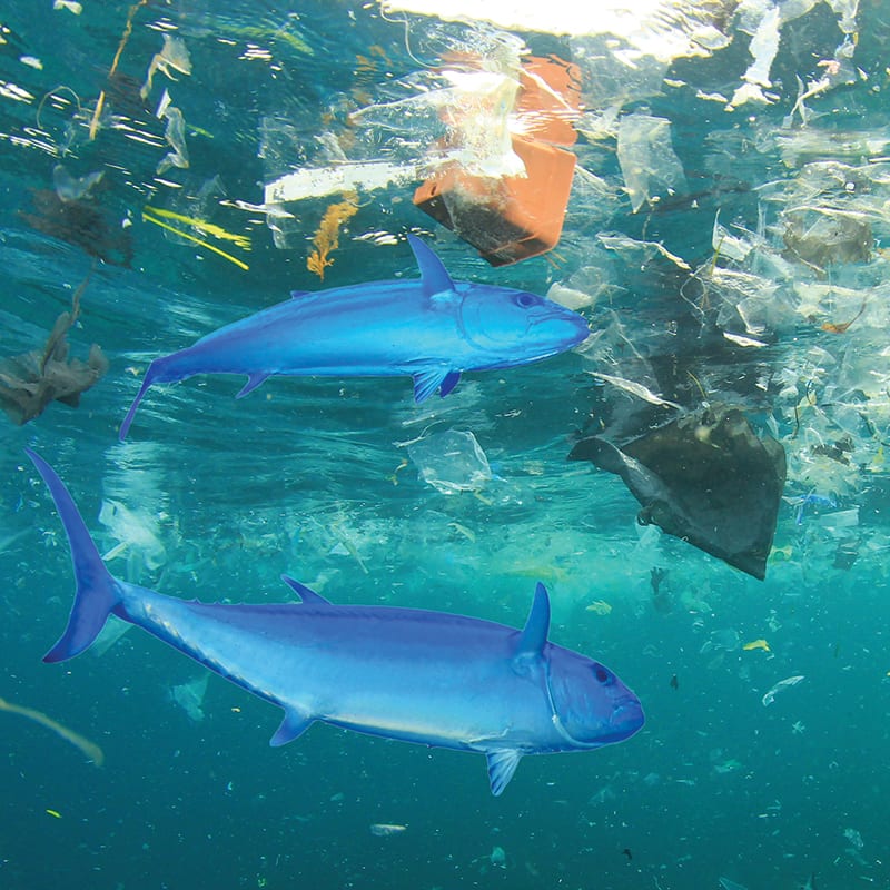 Wild blue fish swimming in a polluted ocean.