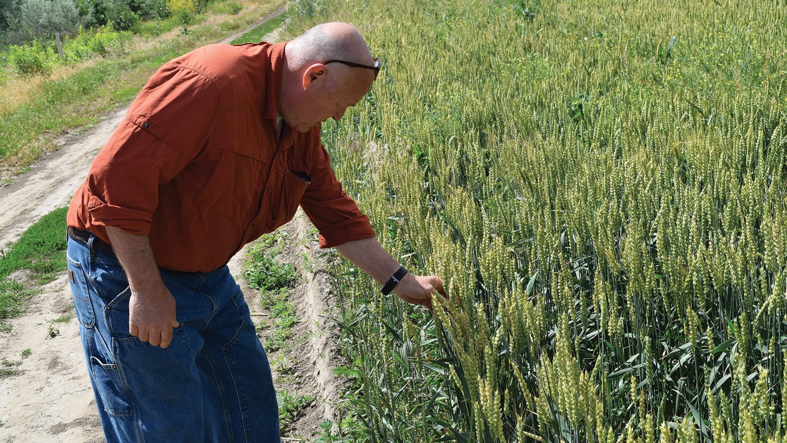 Wheat growing on the Williams Hudson Bay Farm, Walla Walla, Washington.