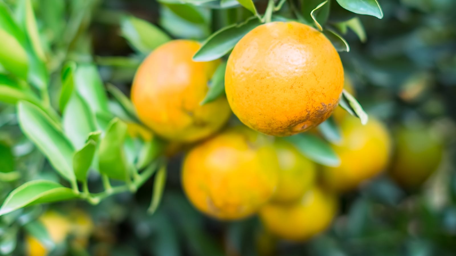 Oranges growing on a tree.