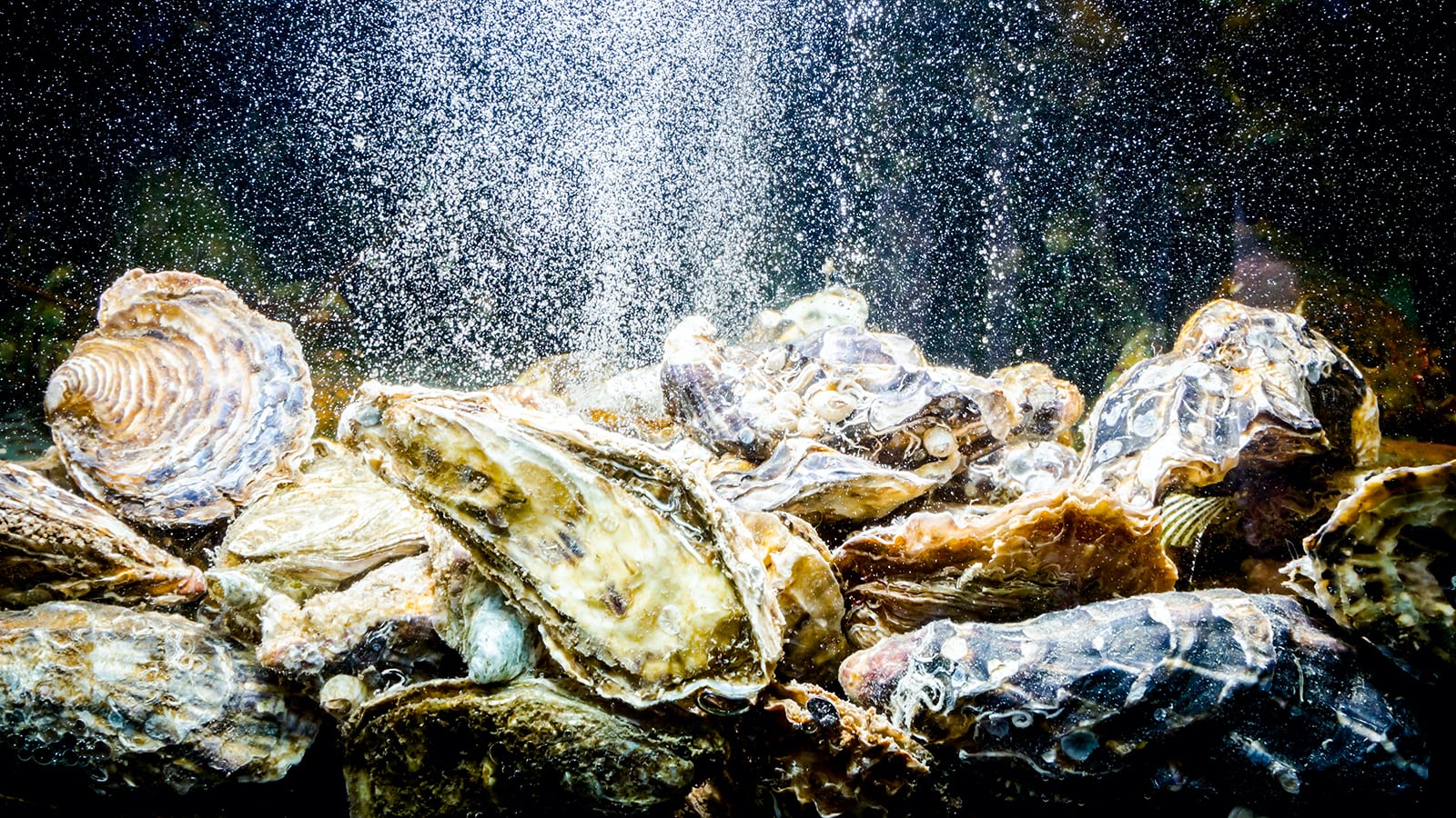 Live oysters in a tank.