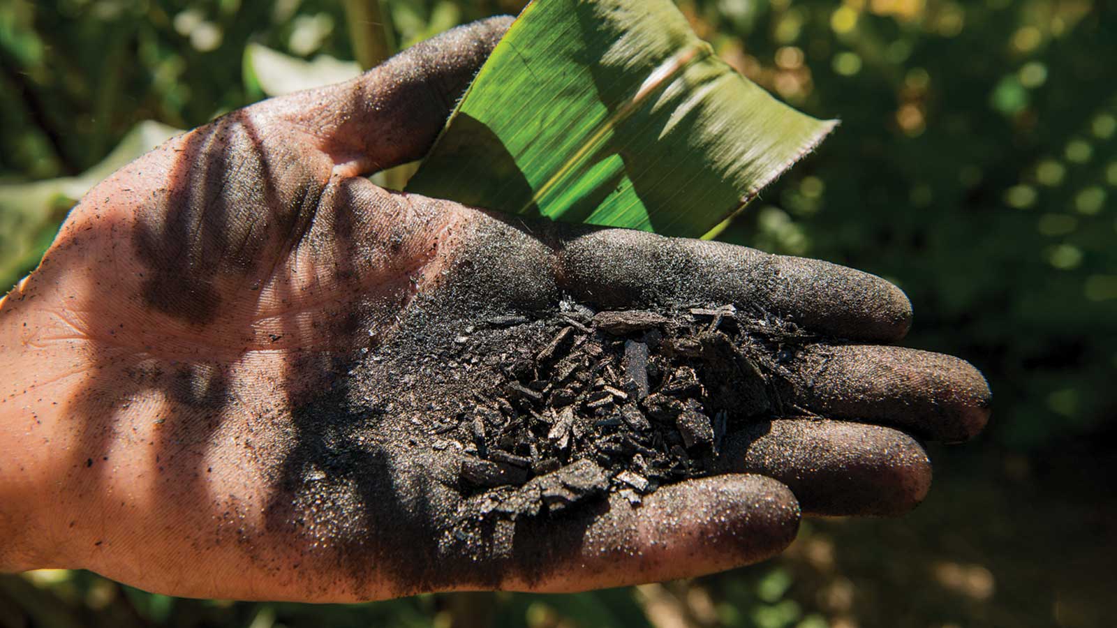 Hand holding a small pile of soil char.