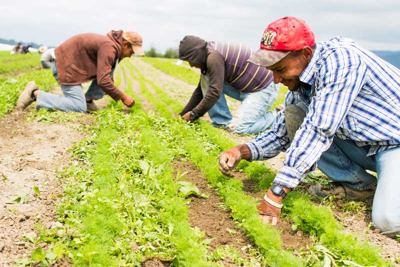 farm workers weeding crops