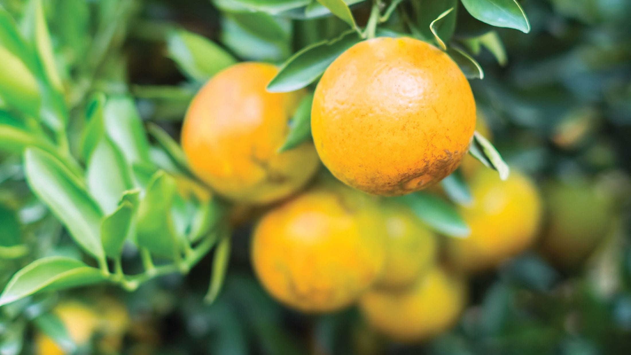 Oranges growing on tree.