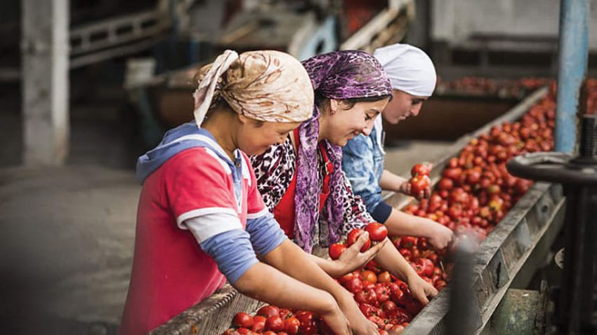 Workers sort organic produce in Kyrgyzstan (sustainablepulse.com).