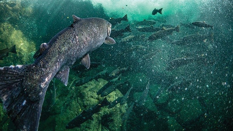 Wild Coho salmon swimming with a school of fish.