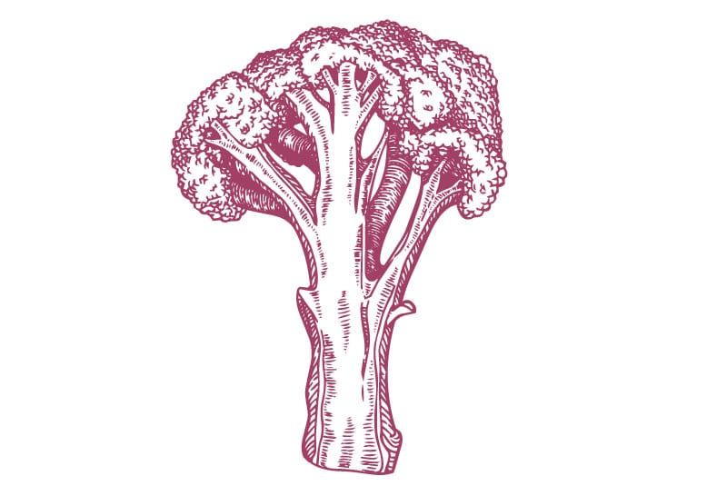 Purple broccoli illustration.