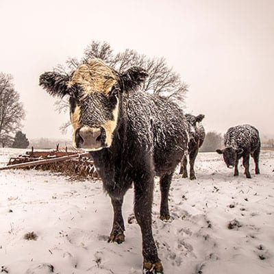 Three cows in a snowy field.