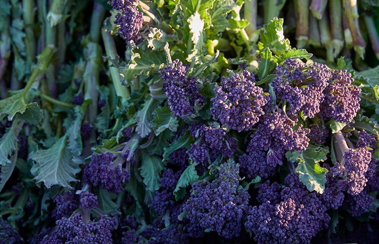 Purple sprouting broccoli growing.