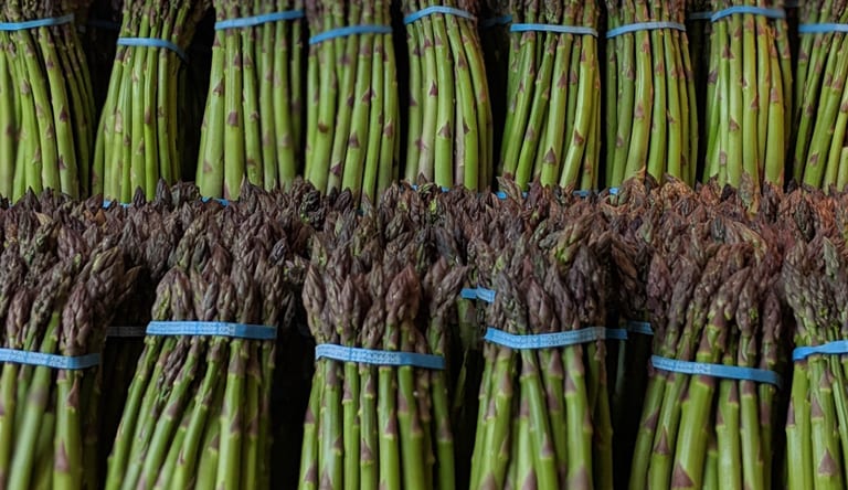 Asparagus bundles lined up