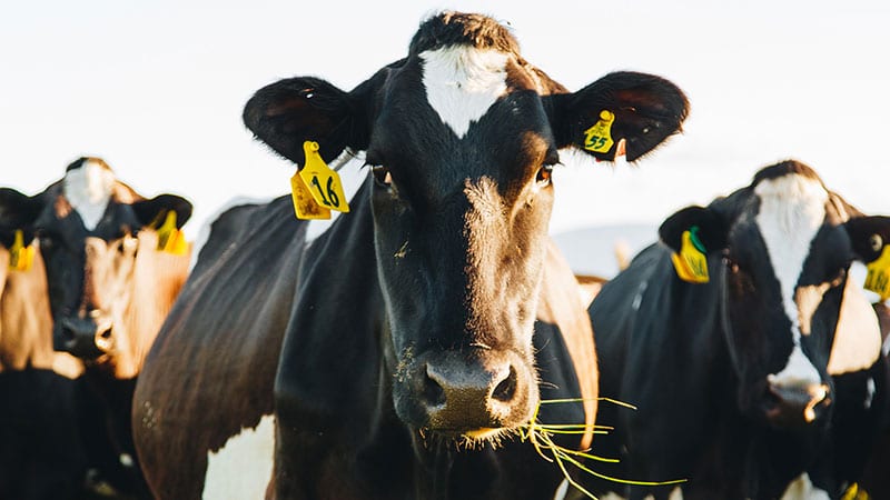 Jersey dairy cows in a field.