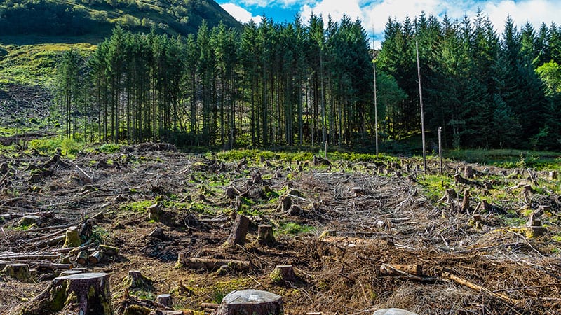 Beautiful forest cleared by loggers.