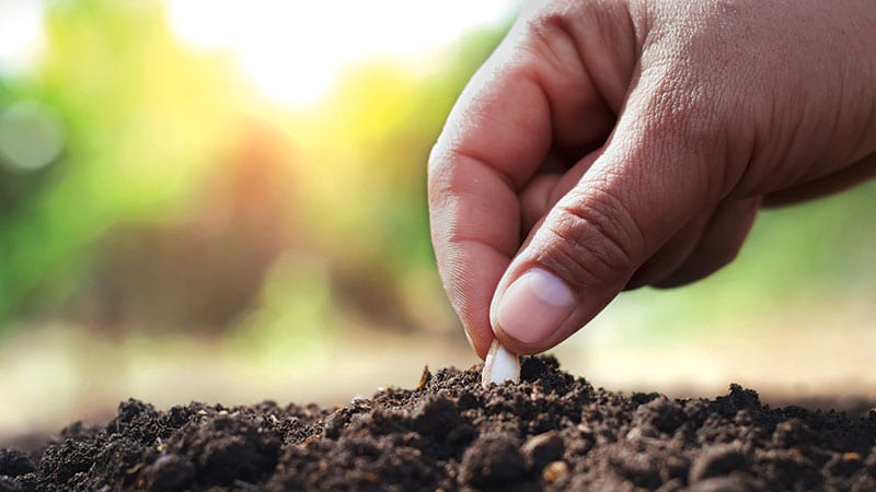 Hand carefully planting a single seed in the dirt.