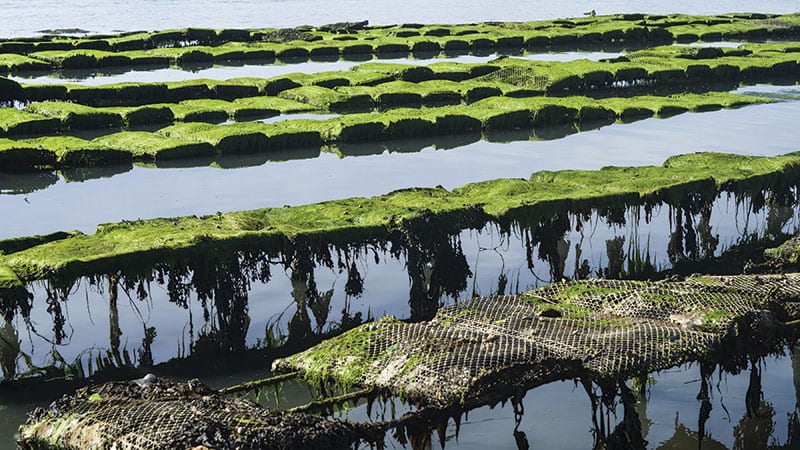 Commercial oyster farm nets.