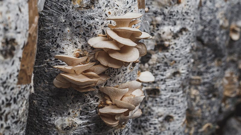 Cultivating mushrooms on a tree.