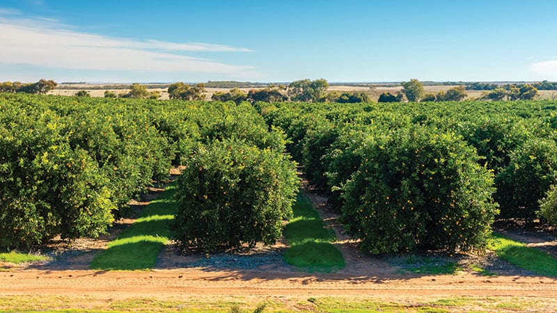 Landscape image of an orange grove.