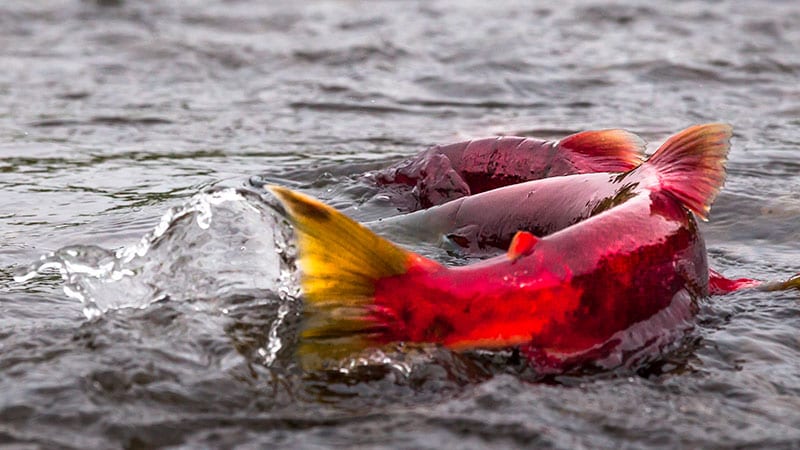 Salmon swimming in the wild. Photo by Bob Waldrop.