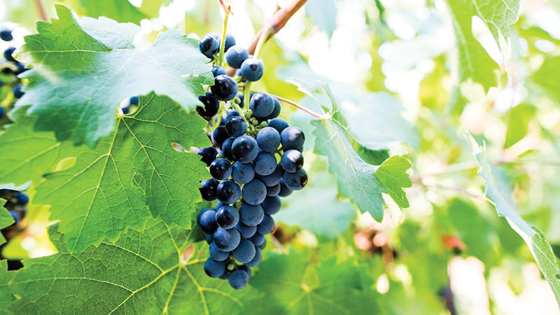 PCC Farmland Trust grapes