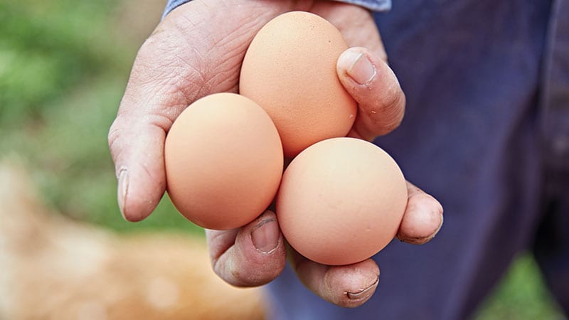 Person holding three eggs at Wilcox Farms