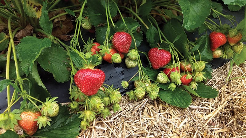 Keepsake strawberries courtesy of USDA