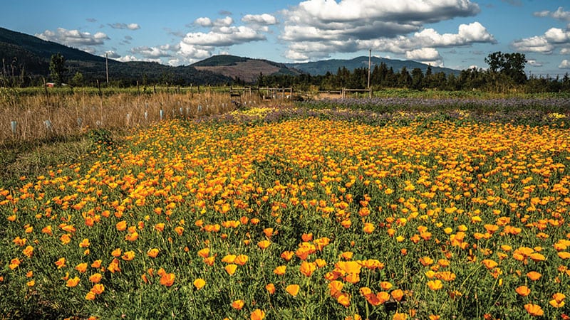 Flower field at Moon Valley Organics