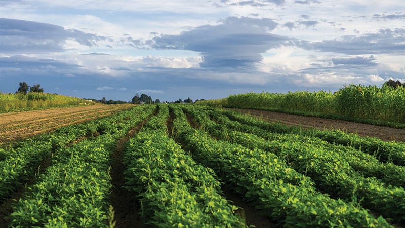 Green crop fields