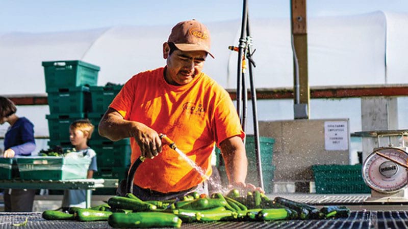 Man at Viva farms spraying down zucchinis