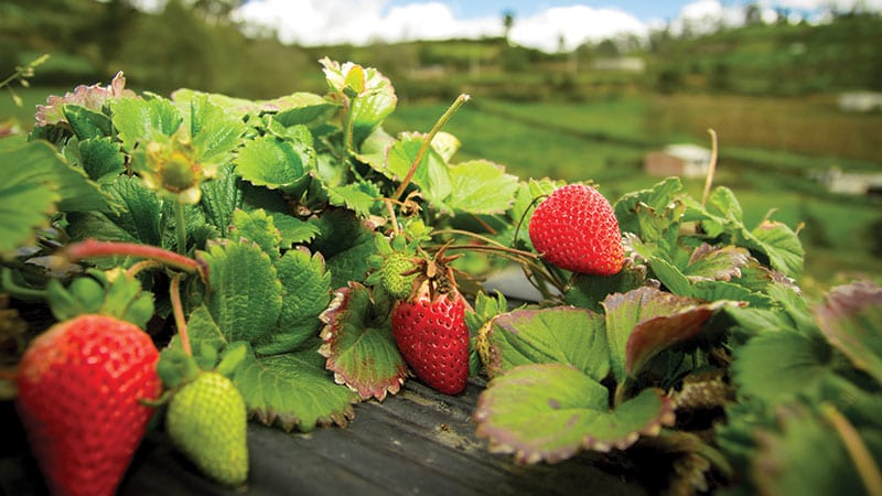 Organic strawberry fields