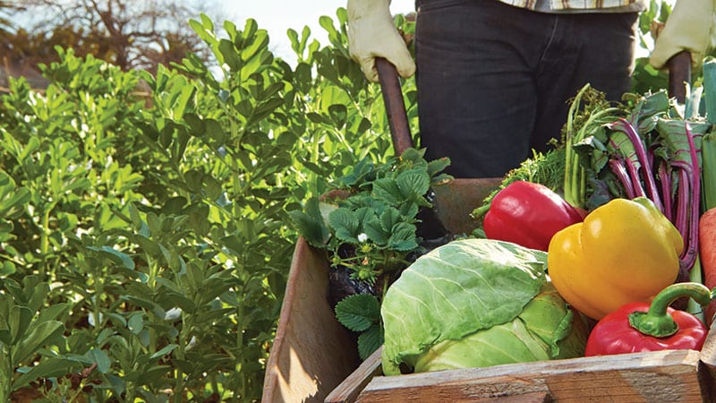 Person pushing a cart of vegetables