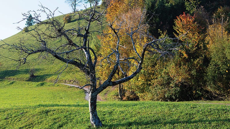 Dead tree on the side of a foot path