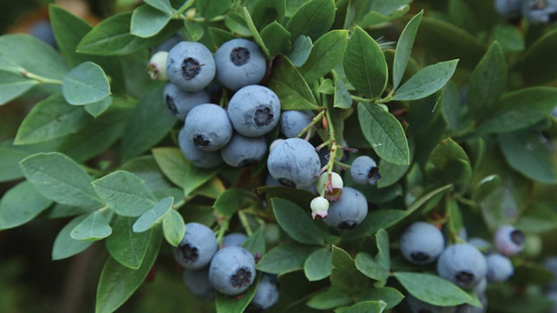 Blueberries sunshine blue by Tara Austen Weaver