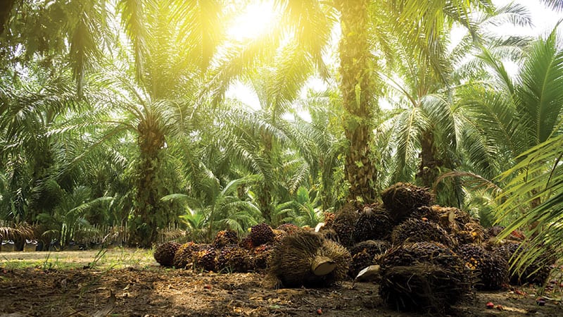 A palm oil tree farm