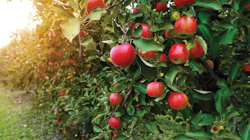 Close up of Apples growing in an orchard