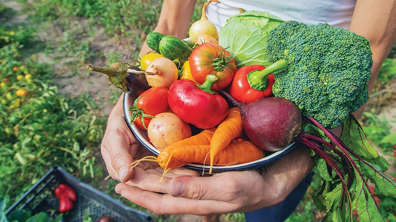 Hands holding a bushel of fresh garden vegetables