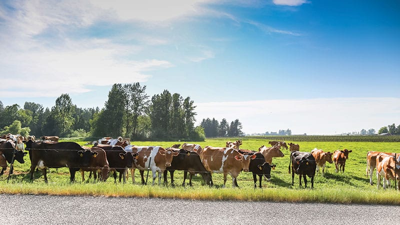 Grace Harbor Farms. Cows grazing.