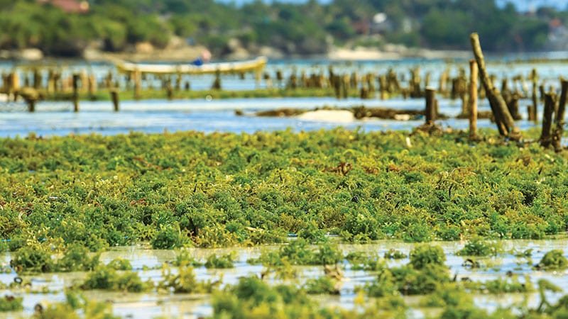 Seaweed farm