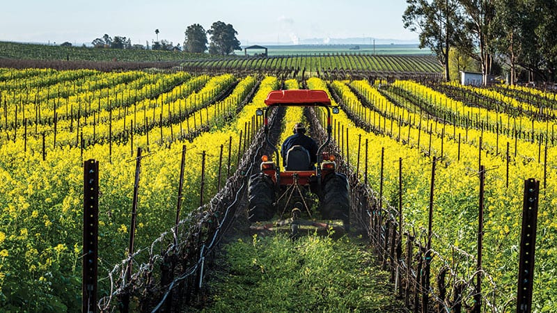 Man driving a tractor through yellow crop fields