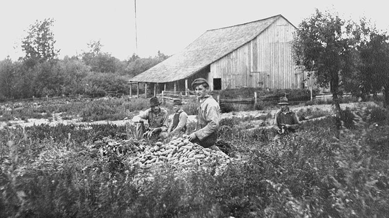 Bagging carrots on the Aries Farm, Larsen Lake