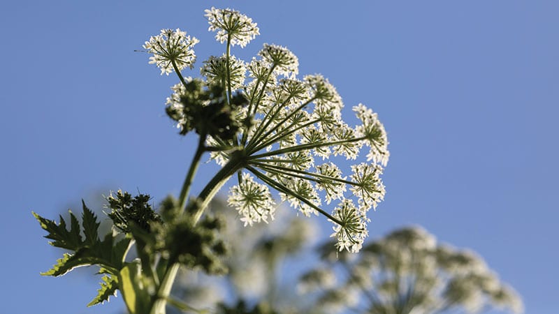 The root of Du Huh (Angelica pubescens)