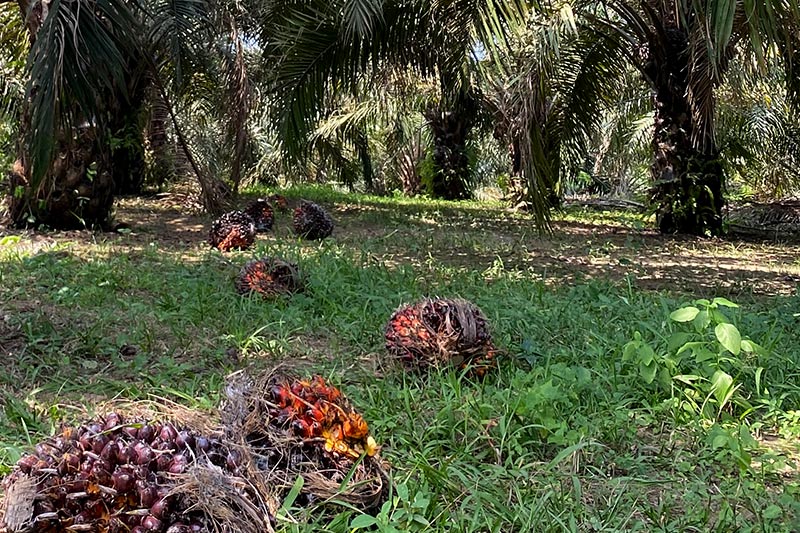 Palm Done Right Farm