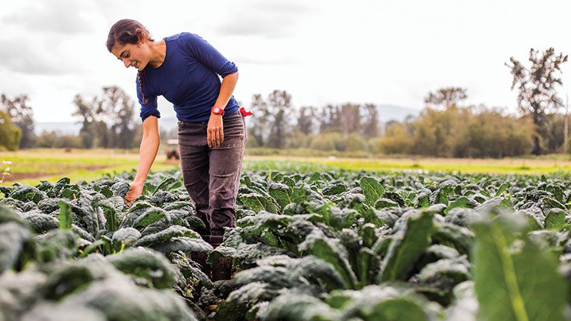 Woman in Kale field