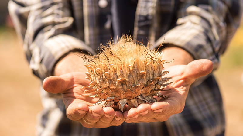 Harvesting seeds from cardoons