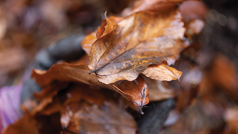 Fungal hyphae decomposes the wood chips in Biklé’s garden.